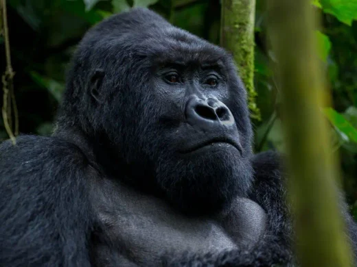Bwindi Impenetrable National Park