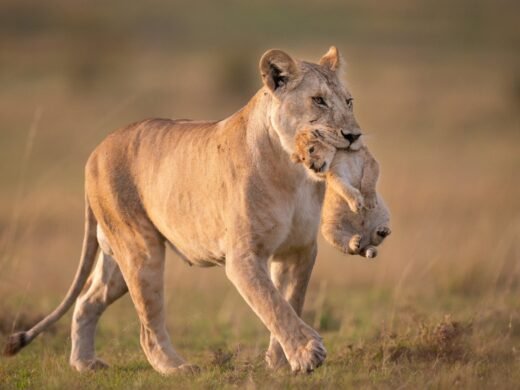 Kidepo Valley National Park