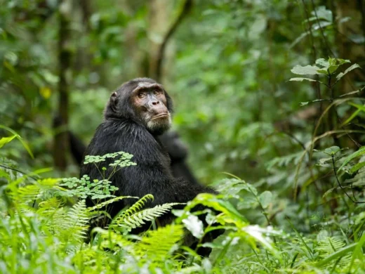 Kibale National Park