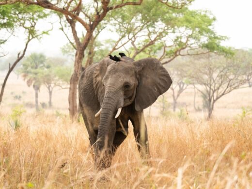elephant-uganda-birds elephant-uganda-birds