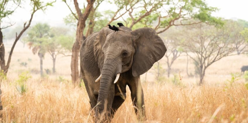 elephant-uganda-birds elephant-uganda-birds