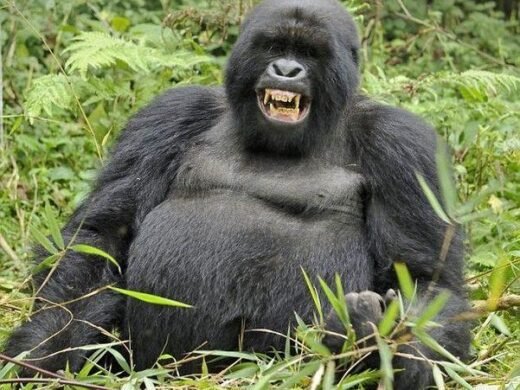 gorilla-1-1 gorilla-1-1