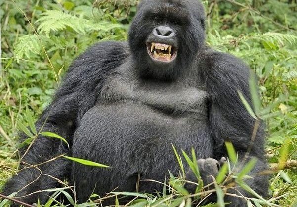 gorilla-1-1 gorilla-1-1