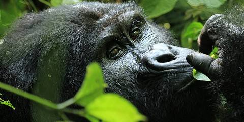Bwindi_Impenetrable_National_Park_061 Bwindi_Impenetrable_National_Park_061