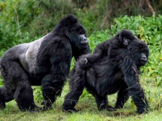 Mountain-gorilla-family_©-Skyler-Bishop-for-Gorilla-Doctors Mountain-gorilla-family_©-Skyler-Bishop-for-Gorilla-Doctors