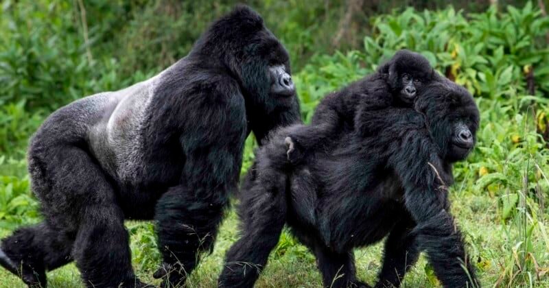 Mountain-gorilla-family_©-Skyler-Bishop-for-Gorilla-Doctors Mountain-gorilla-family_©-Skyler-Bishop-for-Gorilla-Doctors