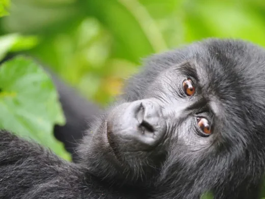 Mountain-gorillas-bwindi-1200×675 Mountain-gorillas-bwindi-1200×675