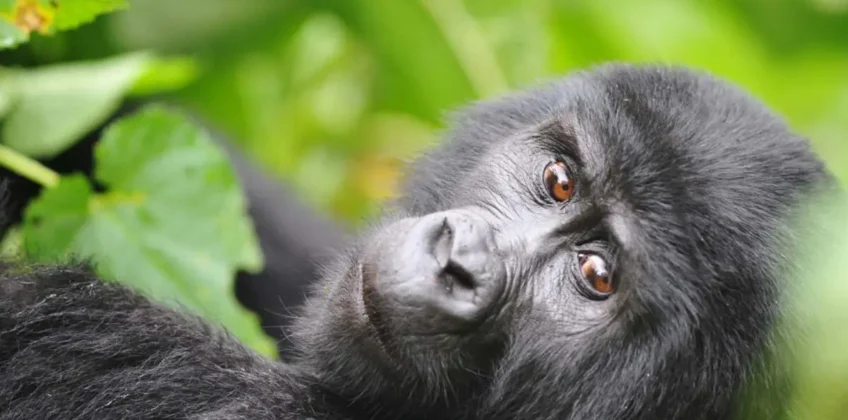 Mountain-gorillas-bwindi-1200×675 Mountain-gorillas-bwindi-1200×675